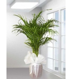 areca