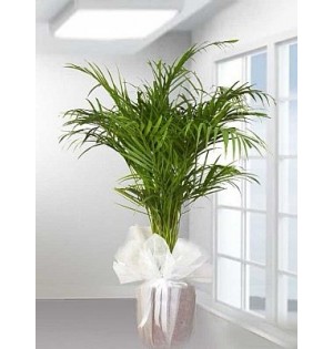 areca