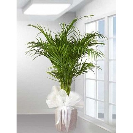 areca