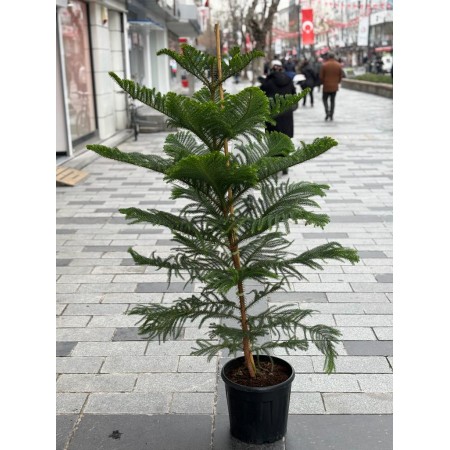 arakorya oda çamı