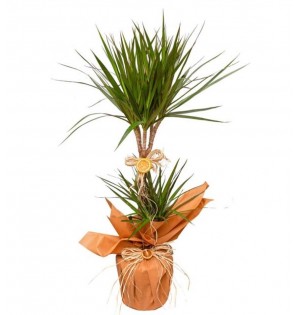 marginata