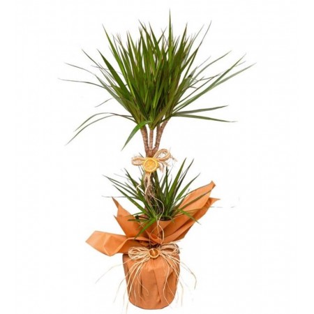 marginata