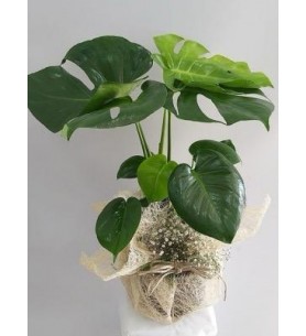 monstera 
