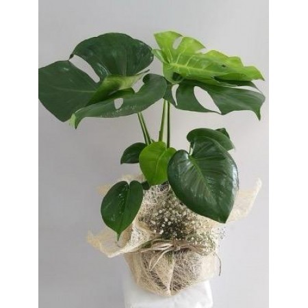 monstera 