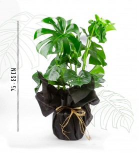 monstera 