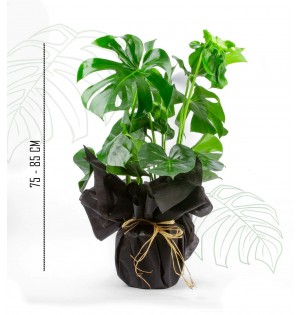 monstera 
