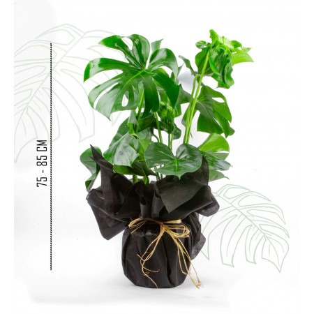 monstera 